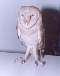 The injured owl after being treated