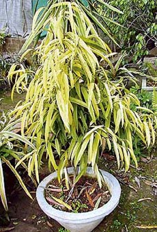 Longifolia variagated