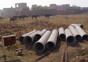 Cattle graze freely in the Industrial Estate, Barwala, as the HSIDC chooses to close its eyes to industrialists� problems.