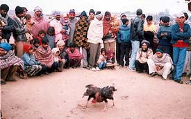 A scene of illegal cock-fighting