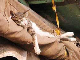 A cat basks in the sun in a folded tent of a shop in Old Delhi 