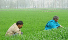 Farmers busy removing weeds from wheat crop in foggy weather