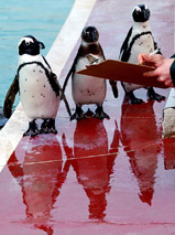 Keeper Tim Savage counts Black Footed Penguins during the annual animal stocktake at London Zoo 