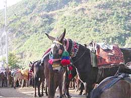 Ponies stand idle at Banganga base camp for pilgrims visiting the Vaishno Devi shrine in Katra on Wednesday. 