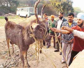 Villagers trap a bruised sambhar