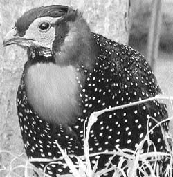 A western tragopan at Sarahan pheasantry