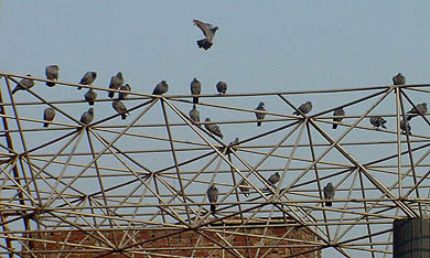 Pigeons relax on a network of pipes during the sunny morning 