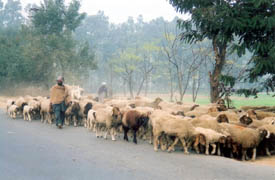 With the cold wave prevailing in the hills, shepherds have started moving towards plains
