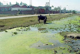 A stream of dirty water in vacant plots at the Focal Point in Chanalon, near Ropar