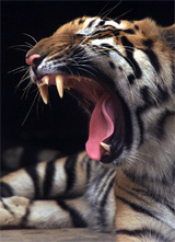 Tiger headcount begins