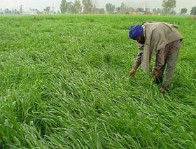 A farmer of Bhagomajra village, near Morinda, tries to assess the damage caused by a hailstorm to his crop on Friday afternoon