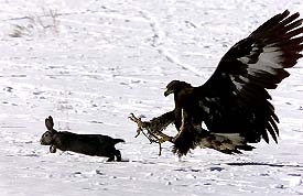 A tame golden eagle swoops on a hare during a traditional hunting contest near Taldykorgan