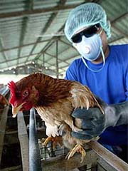 A Thai livestock official collects chickens to be destroyed at a farm in Supanburi province