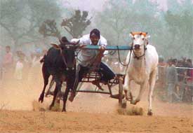 A speeding bullock cart in the time trial race in the annual sports festival at Kila Raipur