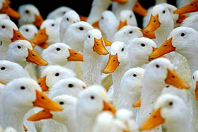Ducks wait to be slaughtered at a meat market in Taipei on Thursday