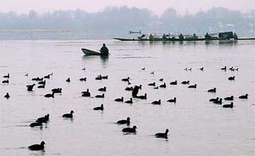 A man rows his boat past migratory birds on the Dal Lake in Srinagar 