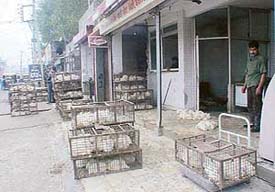 Deserted poultry shops in Ludhiana on Saturday.