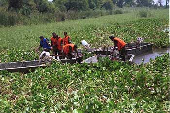 The hyacinth, which impairs the quality of water, was removed a few years ago at Harike, but it has resurfaced