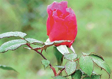 A rose in full bloom during the spring season at Punjab Agricultural University