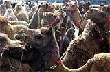 Camels for sale near the historic Jama Masjid on the eve of Id-ul-Zuha in New Delhi 