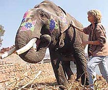 Ms Eike Riesterer of the US demonstrates how Tellington touch therapy works on a captive elephant at the elephant colony near ITO in the Capital on Tuesday. The therapy involves pushing the skin of the animal around in circles, which is supposed to have an impact on physical healing.