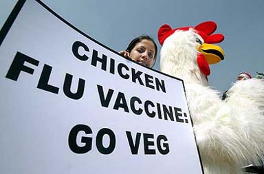 An activist dressed as a chicken participates in a demonstration by People for the Ethical Treatment of Animals 