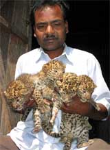 A forest official holds leopard cubs