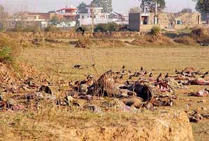 Carcasses decay in the open, right next to a residential area in Mauli Jagran, near Chandigarh.