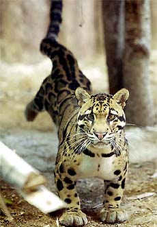Erawan, a four-year-old male clouded leopard from Thailand, stretches in it's compound at Kaokiew Zoo, 60-km east of Bangkok
