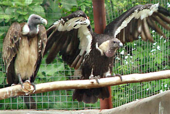 An alarming decline in their population