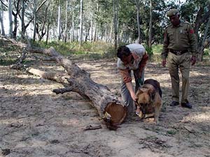A sniffer dog hunts for clues at the spot where motorists were looted on Naraingarh-Sadhaura road