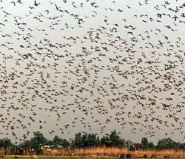 Migratory birds fly near the border with Pakistan in Gahrana