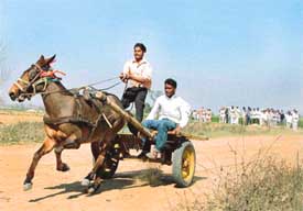 Villagers takes part in a horse cart race at a rural sports meet near Sahnewal