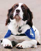 Buster, a five-year-old springer spaniel, who received a medal for his work of detecting weapons and explosives in Iraq, poses for the media at the Crufts Dog Show in London 