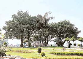 Balongi Chowk, maintained by the WWICS, got the first prize in the best roundabout category in Mohali�s flower festival