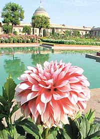 The riot of colours at Mughal Gardens at Rashtrapati Bhawan in the Capital on Thursday