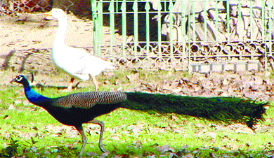 IN STEP WITH EACH OTHER