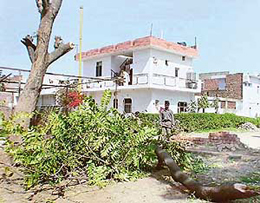 Trees that were illegally axed in Sector 24-C in Chandigarh. 