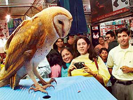 A barn owl, rarely spotted in Chandigarh, amuses visitors at the Sector 22 market after it was rescued by a shopkeeper. 