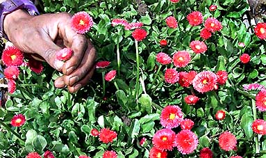 A vendor sells rose saplings in Srinagar on Saturday