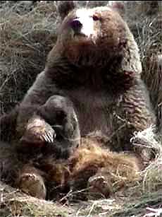Chunni cuddles her new born baby at Himalayan Nature Park in Kufri on Monday