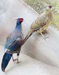 A pair of kalij pheasants that was brought from Himachal Pradesh finds a new home in the Chhat Bir zoo
