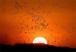 Thousands of migratory birds fly as the sun sets over the Palo Verde National Park in Bagaces, Costa Rica