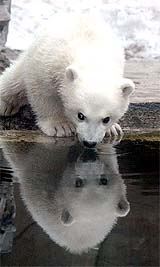 A three-month-old polar bear looks at its reflection at the Moscow zoo