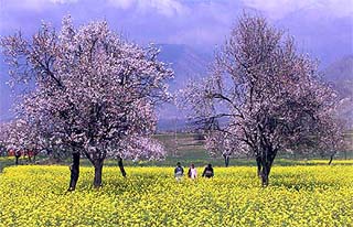 Walk through a mustard field