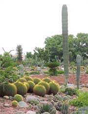 A view of the National Cactus and Succulent Botanical Garden and Research Centre, Panchkula. 