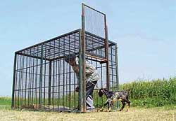 Mohan Singh, a resident of Kurli village, near Lalru, drags a baby goat into a cage set up in the village to catch a leopard. 