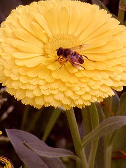 A honeybee at work in a PAU garden 