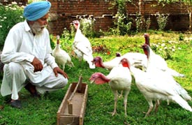 Mr Jagdeep Singh, a farmer with his turkey birds being reared as part of the Punjab Government’s ‘Backyard Turkey Farming’ project, at Dera village in Dera Bassi on Monday.