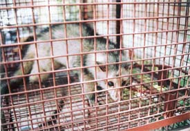 The civet that was found in the possession of a bogus veterinarian